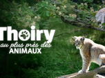Replay Thoiry : au plus près des animaux