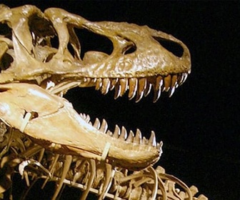 Replay Culture G pour petits et grands - Dinosaures, la chasse aux fossiles