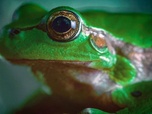 Replay Les étranges aventures des amphibiens - Ils triomphèrent de leurs ennemis