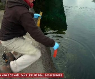 Replay Un jour, un doc - La magie de Noël dans le plus beau zoo d'Europe (2/2)