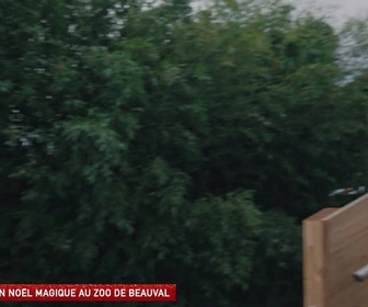 Replay Un jour, un doc - Un Noël magique au zoo de Beauval