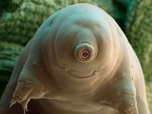 Replay Culture G pour petits et grands - Tardigrade, l'animal indestructible