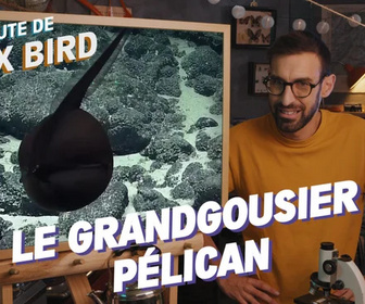 Replay La minute de Max Bird - Le Grandgousier Pélican