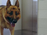 Replay Rex, chien flic - Vitamines mortelles