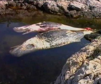 Replay Découverte du Monde - Animaux marins en danger