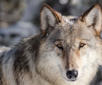 Replay Un pacte pour les loups - À la reconquête des Rocheuses