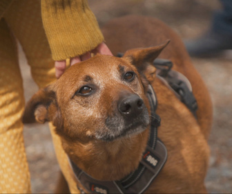 Replay Chiens et chats sans collier - Une seconde chance pour tous