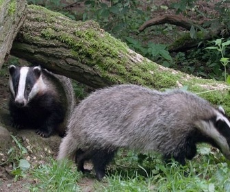 Replay Le blaireau, ce furtif voisin