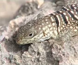 Replay Latitude Malgache - Mahafaly. Dernier refuge d'un géant - Madagascar