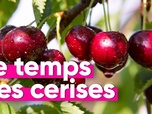 Replay Top Info - Pourquoi Intermarché ne vend plus de fraises ni de cerises en hiver ?