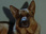 Replay Rex, chien flic