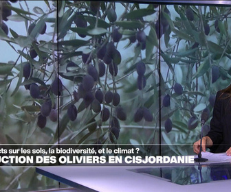 Replay Élément Terre, la quotidienne - Destructions des oliviers en Cisjordanie : quels impacts pour l'environnement