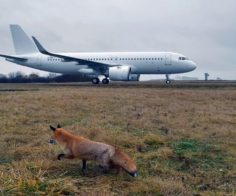 Replay Les animaux de l'aéroport