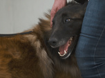 Replay Chiens et chats sans collier - Un refuge, deux maisons