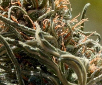 Replay Maroc, le tournant du cannabis médical - 360° Reportage