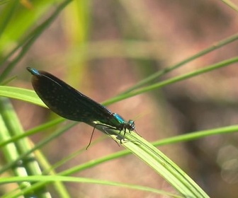 Replay ARTE Journal - Allemagne : pénurie de spécialistes des insectes