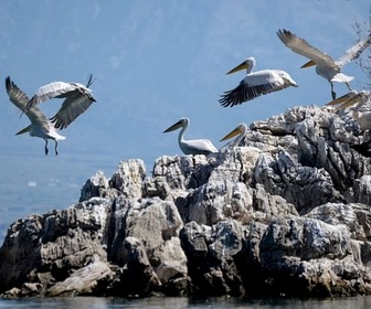 Replay Terroirs d'Europe - Les châtaignes du lac de Shkodër au Monténégro