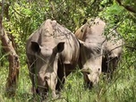 Replay ARTE Journal Junior - Dossier : le rhinocéros