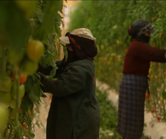 Replay Focus - Tomates marocaines : l'envers du décor dans les mégafermes d'Agadir
