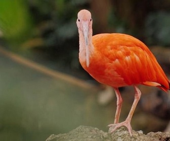 Replay Guyane française - Le paradis tropical des oiseaux