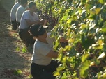 Replay 27 pays et autant de préoccupations - Le vin, le nouvel atout touristique de Chypre
