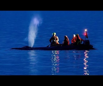 Replay Côte baltique allemande : l'espoir diminue de sauver une baleine à bosse échouée