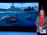 Replay Info ou intox - Des dauphins kamikazes iraniens bientôt déployés dans le détroit d'Ormuz ?