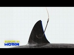 Replay Bruxelles envisage une interdiction totale du commerce d'ailerons de requin, en recul dans l'UE
