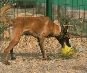 Replay Chiens et chats sans collier - À pattes égales