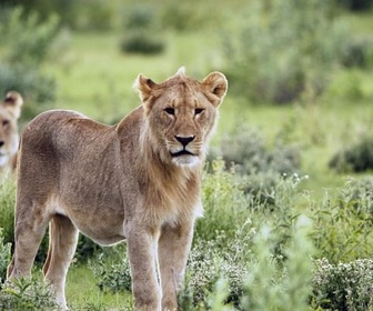 Replay Vivre avec les lions du désert - Corridors sauvages