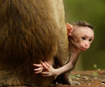 La première année des bébés animaux replay