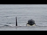 Replay Pourquoi y a-t-il de plus en plus d'incidents entre les orques et les bateaux au large des...