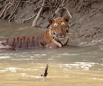 Replay Sundarbans, le dernier royaume du tigre