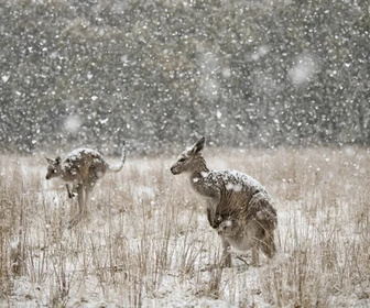 Replay Une planète, sept mondes sauvages - 01/01/2026