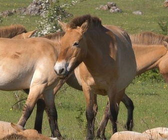 Replay Découverte - Quatre saisons dans les Cévennes