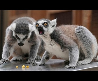 Replay Les animaux du zoo de Londres montent sur la balance pour la pesée annuelle