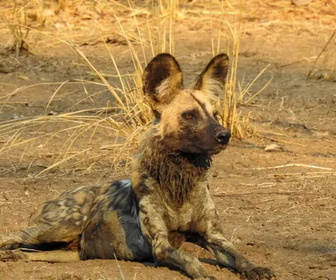 Replay Sur la piste des chiens sauvages d'Afrique - 25/12/2025