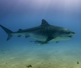 Replay Requin-tigre, le gardien vagabond - Les prédateurs de la Grande Barrière de corail