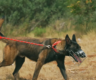 Replay Chiens et chats sans collier - Coeurs de bénévoles, pattes en détresse