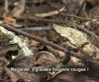Replay Légion étrangère : un mois au cœur de l'enfer vert - Partie 2