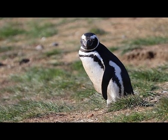 Replay Des manchots transformés en toxicologues révèlent des polluants éternels en Patagonie