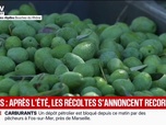 Replay BFM Première - Après de nombreuses vagues de chaleur, les producteurs d'olives entament une très bonne récolte