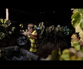 Replay Au Portugal, des vendanges se font au clair de lune pour éviter la chaleur