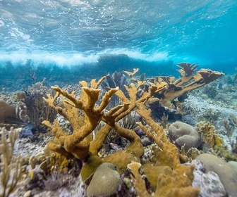 Replay Engagés pour le corail des Caraïbes - Des mains vertes pour la nature