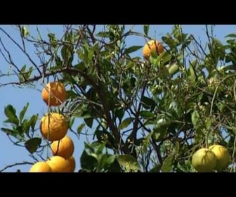 Replay Histoires d'îles - Ibiza