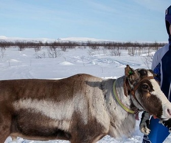 Replay Norvège, la princesse des rennes - GEO Reportage