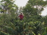 Replay Info éco - Colombie : le séisme pèse sur l'industrie du café et toute l'économie
