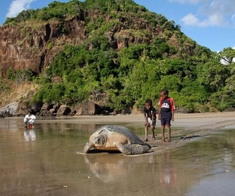 Replay Des baleines, des tortues et des hommes