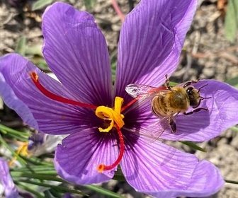 Replay Crocus de Kozani, le safran grec - Les sanctuaires d'épices