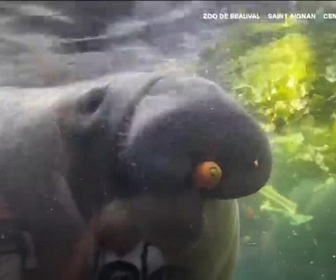 Replay Élément Terre, le reportage - Un milliard de repas gaspillés chaque jour, des animaux et des applis à la rescousse